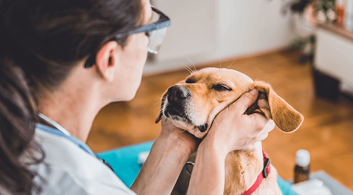 Pet wellness exams