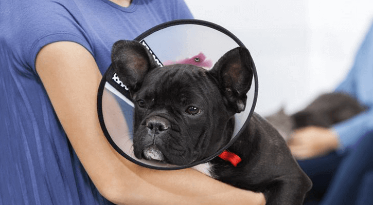 Spaying and neutering in Gladstone
