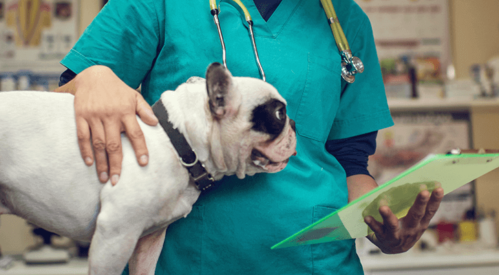 Pet surgery in Gladstone