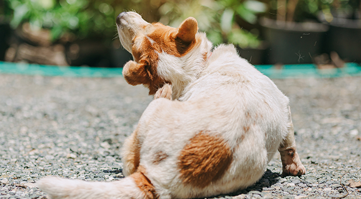 allergy-and-skin-problems Parasite prevention for pets