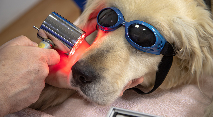 Pet laser therapy