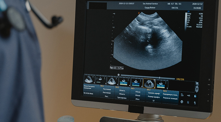 pexels-tima-miroshnichenko-6234614 Pet Radiology in Gladstone, MO